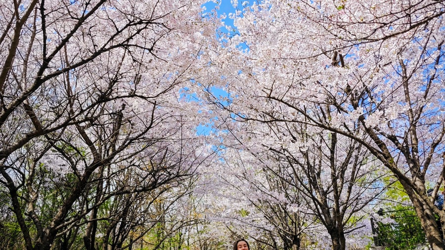 Cherry blossom in Seoul
