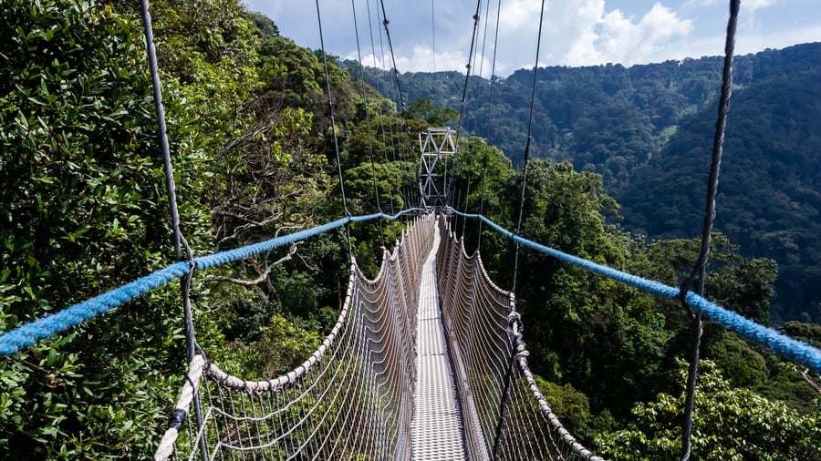 Hængebro i Nyungwe Forest National Park