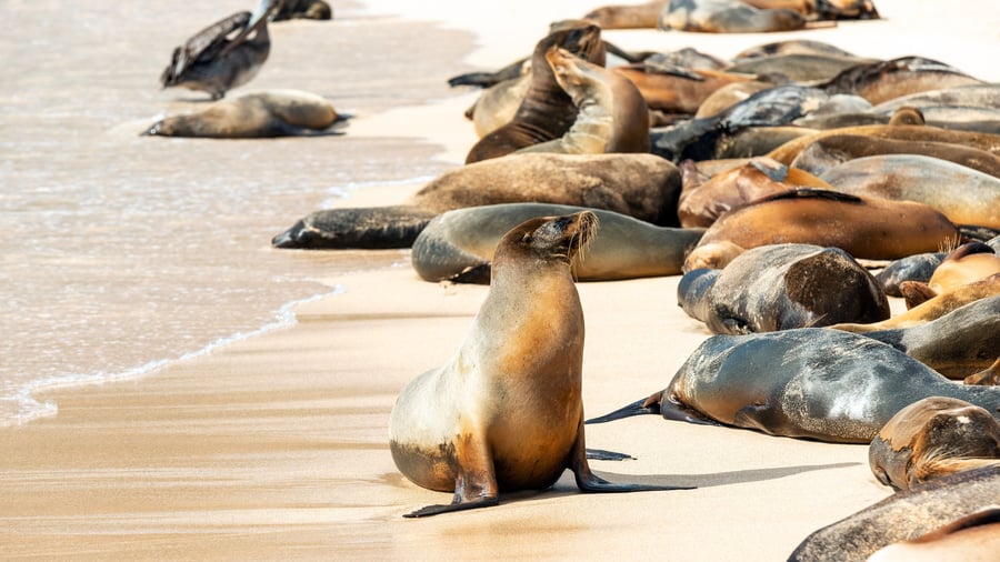 Søløvekoloni på Santa Fe
