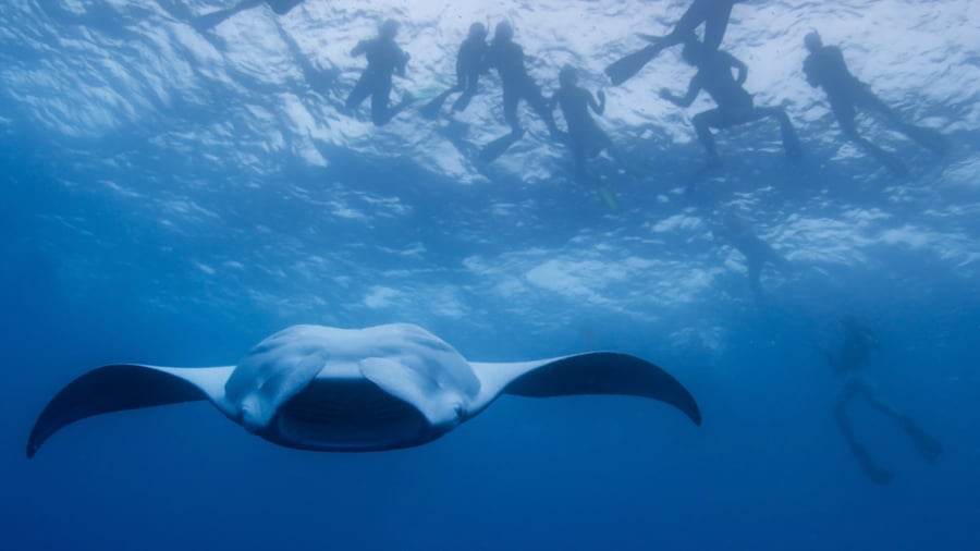 Manta Ray