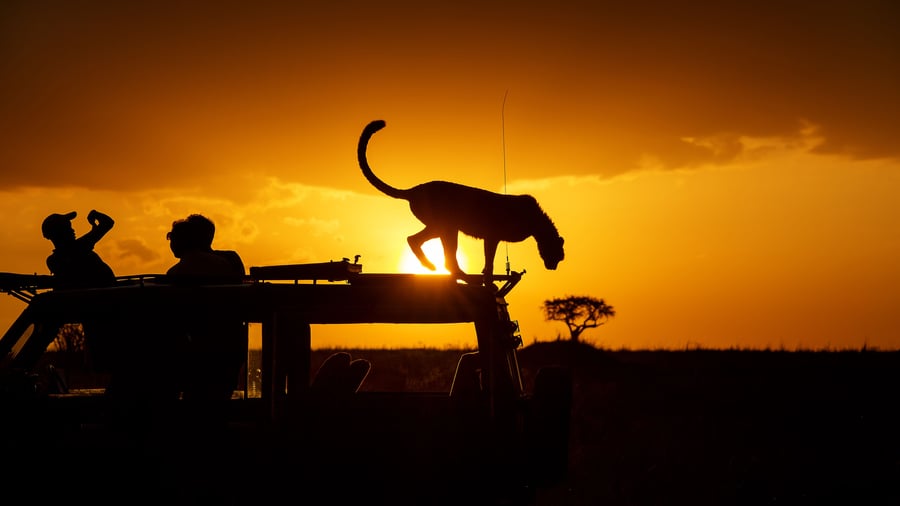 Farvel til Kenyas vilde dyre og hjem til Danmark