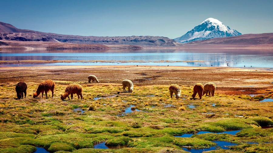 Alpakaer ved Chungará-søen i Lauca National Park