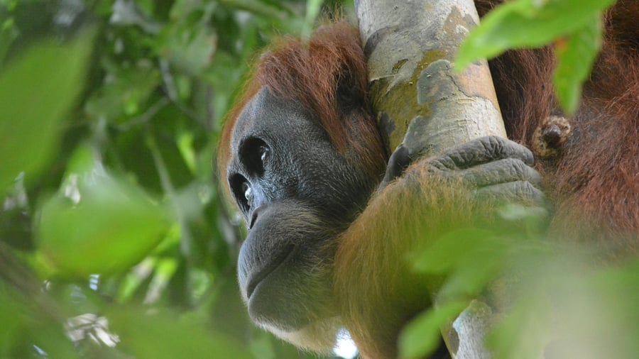Orangutang i djungeln omkring Bukit Lawang