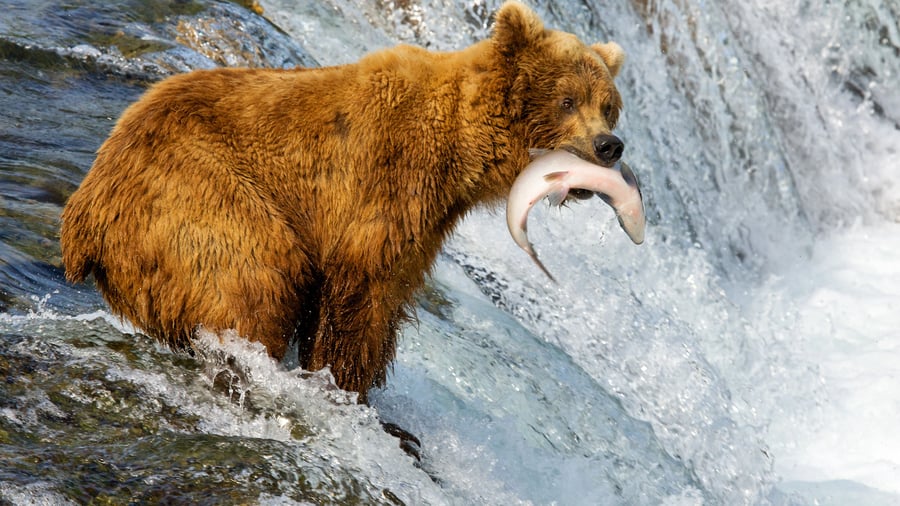Brooks Falls, Katmai National Park, Alaska, USA