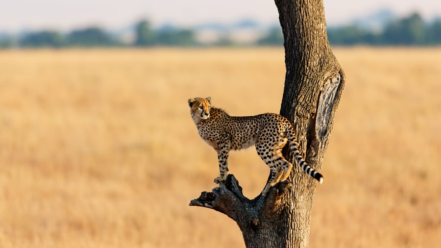 Spot det vilde dyreliv og leoparden i Masai Mara