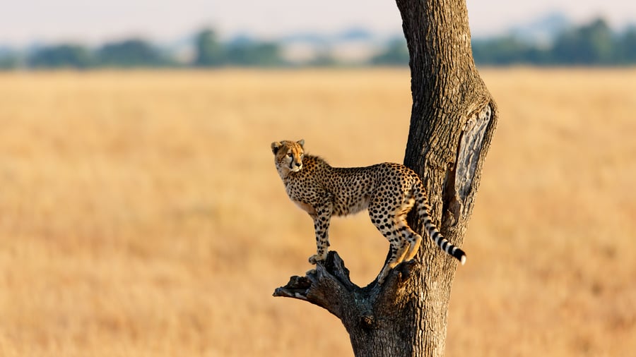 Spot det vilde dyreliv og leoparden i Masai Mara