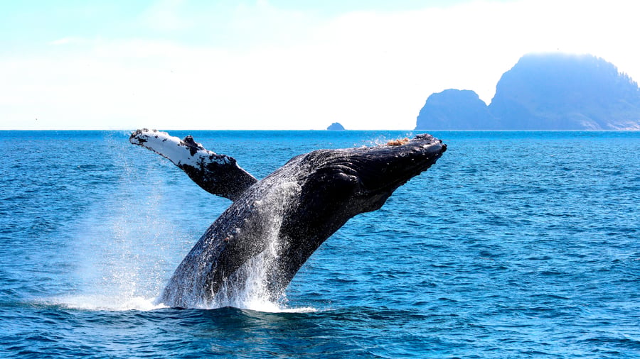 Spot whales on the coast of Alaska