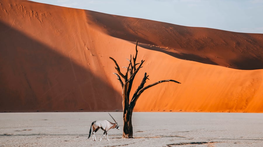 Namib ørkenen i Namibia