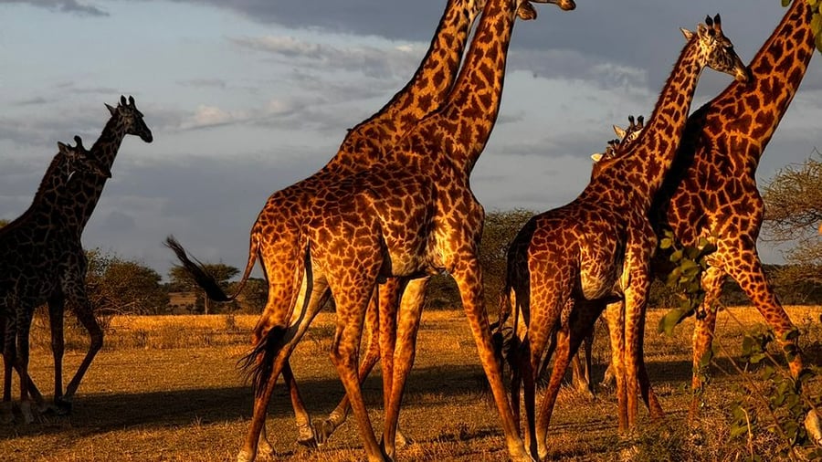 Giraffes in Serengeti National Park
