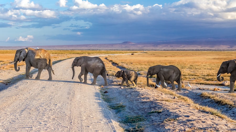 Herd of elephants crossing the road in Serengeti