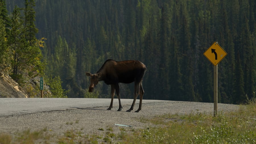 En elg på vej over vejen i Jasper National Park