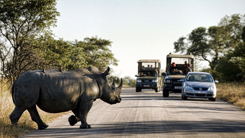 Go on a self-drive safari