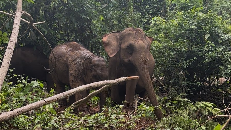 Wild elephants in Umphang