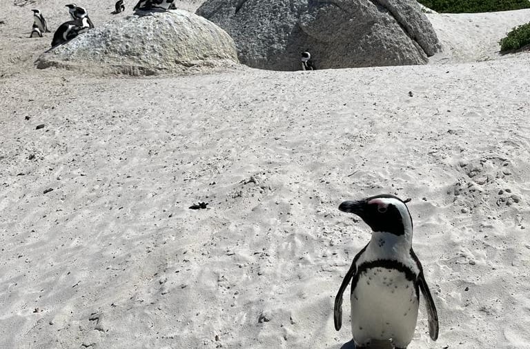 See penguins in the wild
