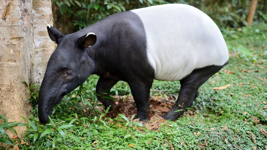 Asiasisk tapir i Taman Negara