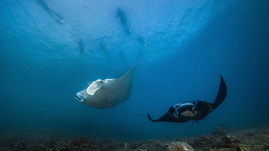 Spot Manta Rays on your dive