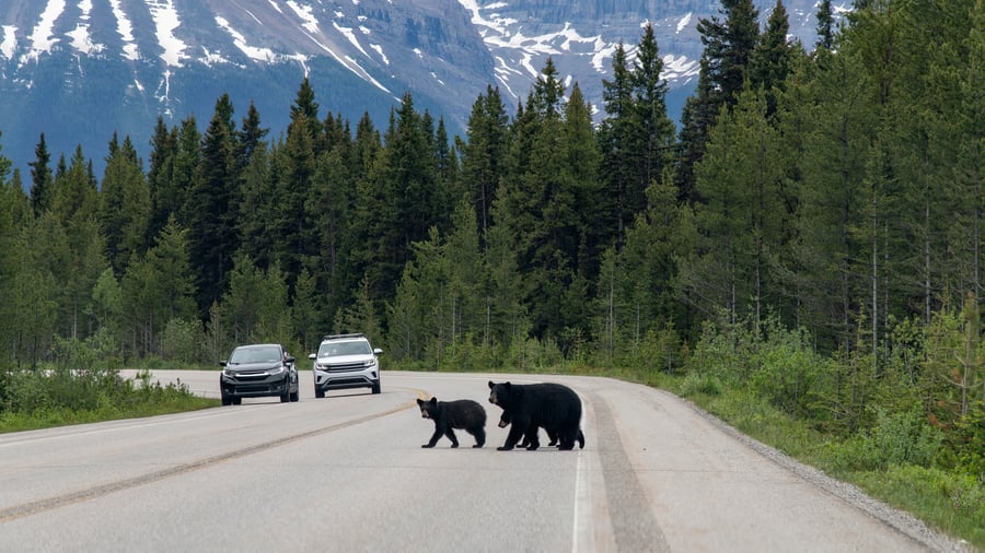 Svartbjörnar längs Icefields Parkway