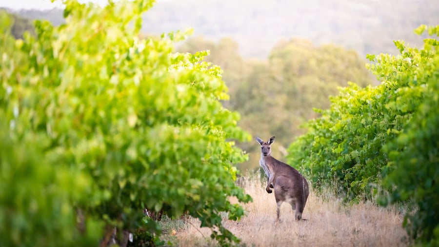 Besök vingården i McLaren Vale