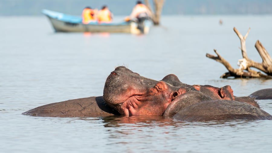 Kom på sejltur blandt flodhestene i Lake Naivasha