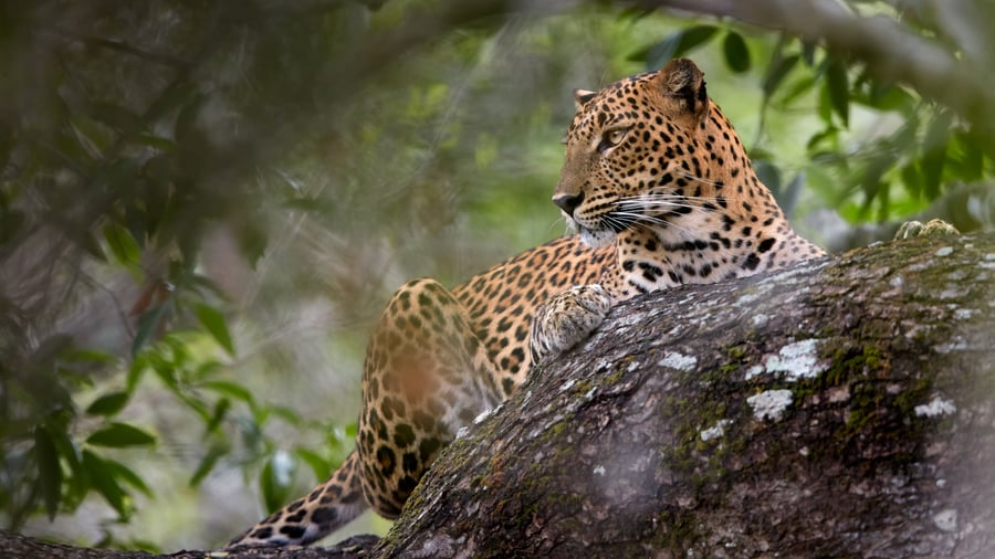 Se leoparder i Yala National Park i Sri Lanka