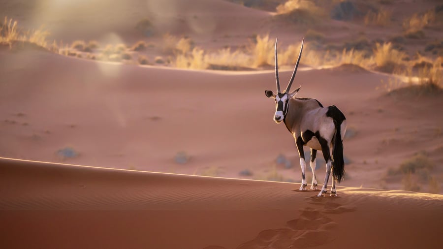 Solnedgang over Namibia røde landskaber og en Oryx