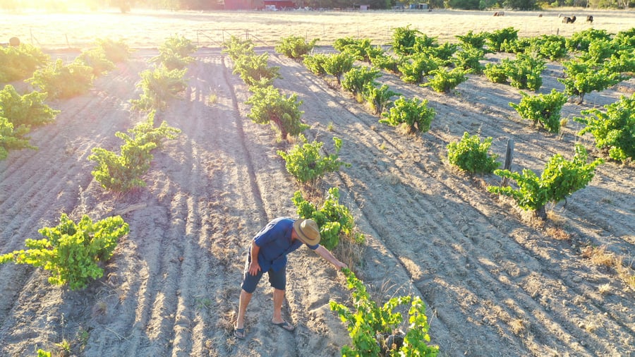 Arbete bland vinrankor i västra Australien