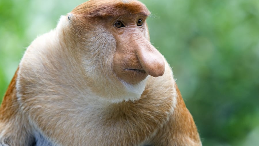 Næseabe i Borneos mangroveskove