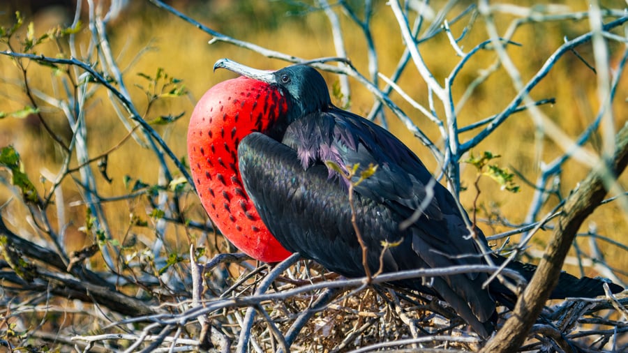 Fregatfugl på North Seymour