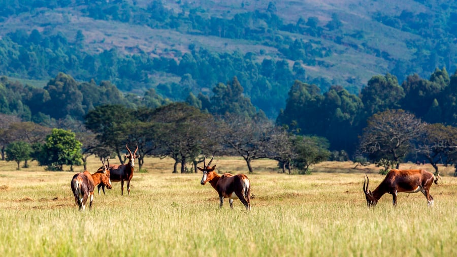 Wildlife roaming in Mlilwane Wildlife Sanctuary