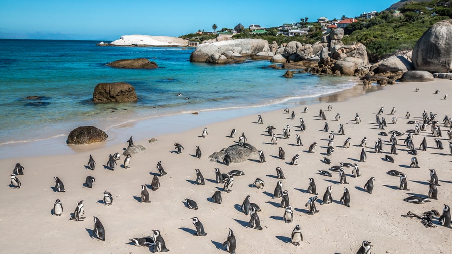 Penguins in Cape Town