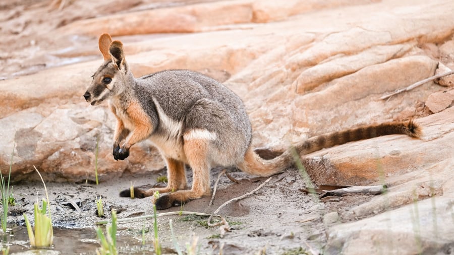 Rock Wallaby i Flinders Ranges National Park