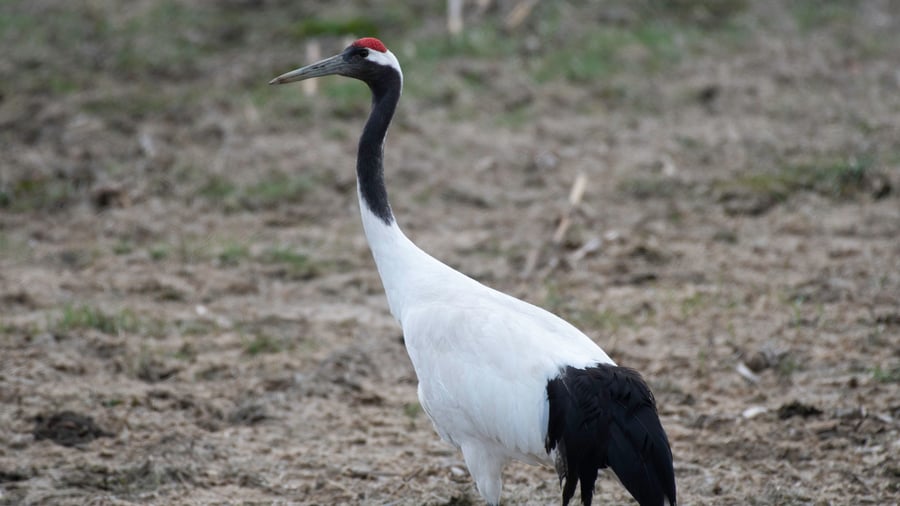 Japansk trane i Kushiro Marsh National Park