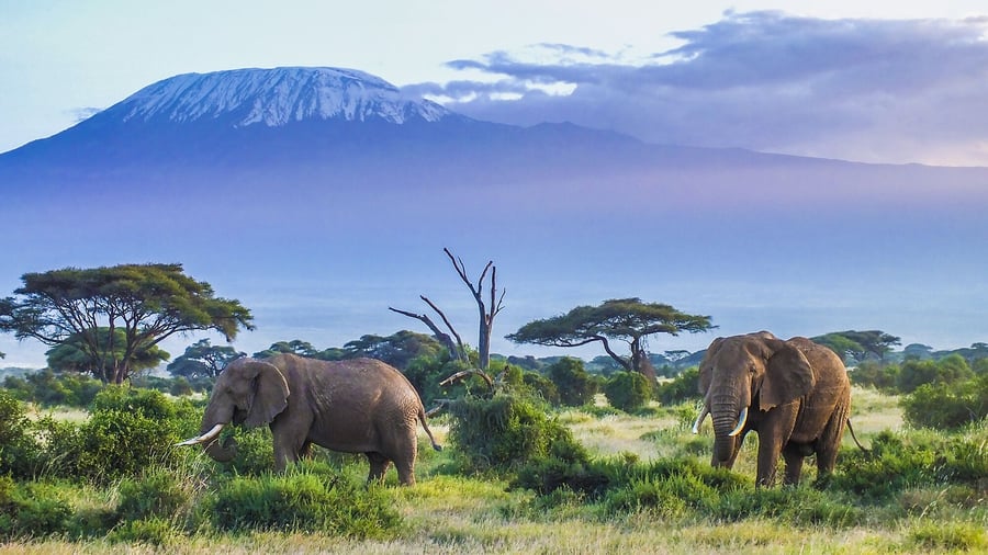 Tanzania med Kilimanjaro i baggrunden