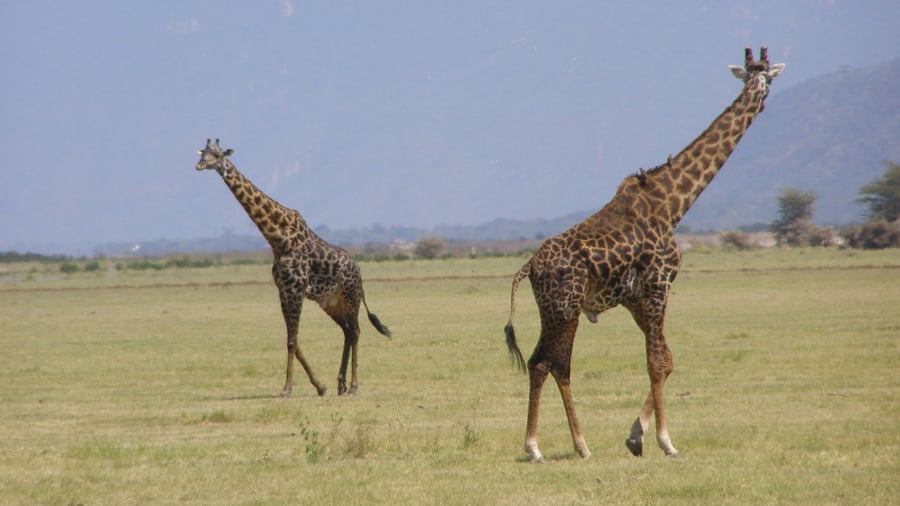 Giraffes on grass in Africa