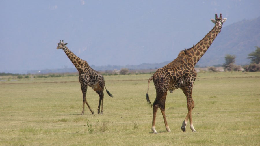 Giraffes on the savannah