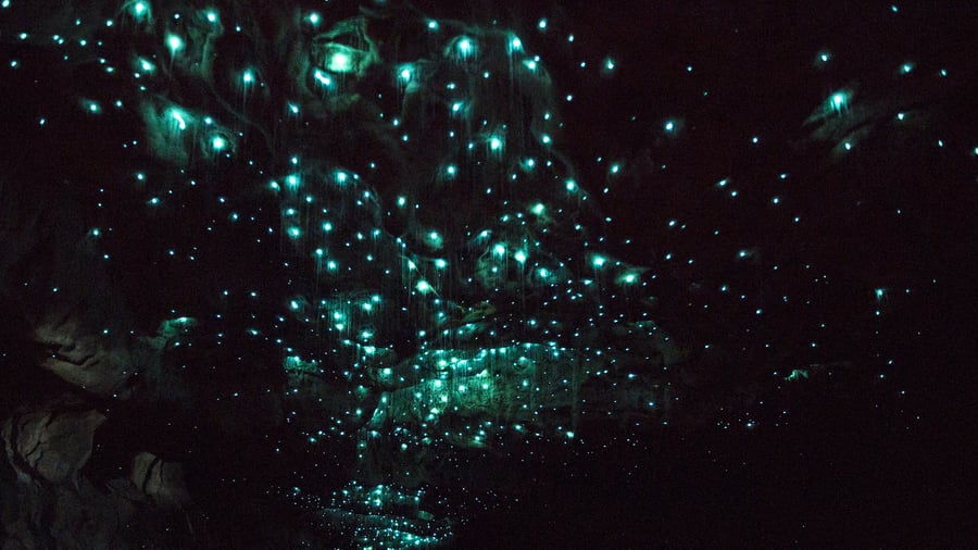 Waitomo-grottorna i Nya Zeeland