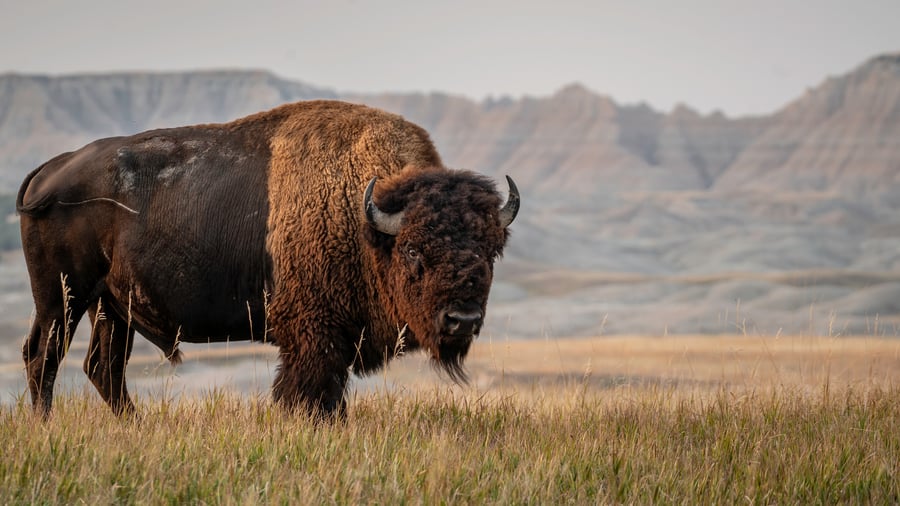 Bison grassing