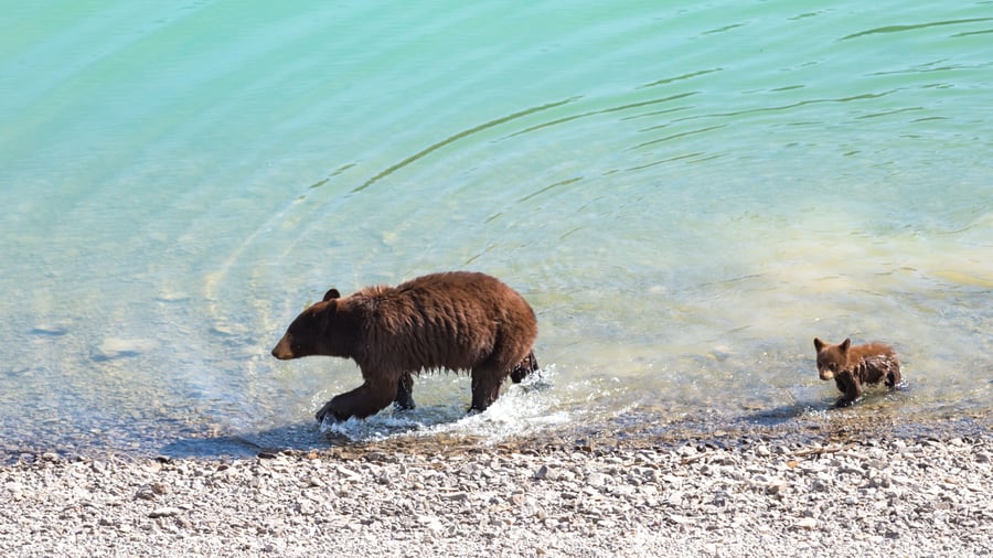 Jasper National Park