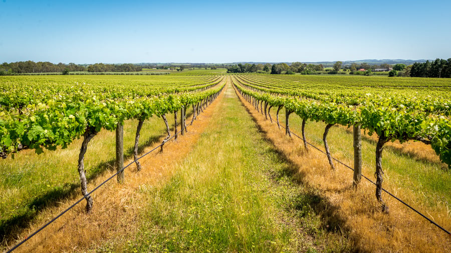 Smukke vinmarker i Barossa Valley