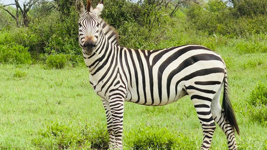 A zebra in the green grass