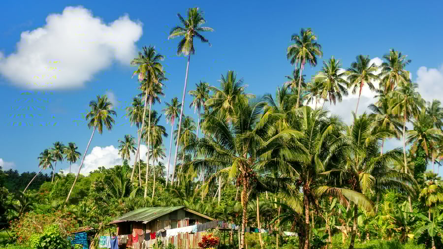 Bliv forbløffet over Fijis tropiske skove