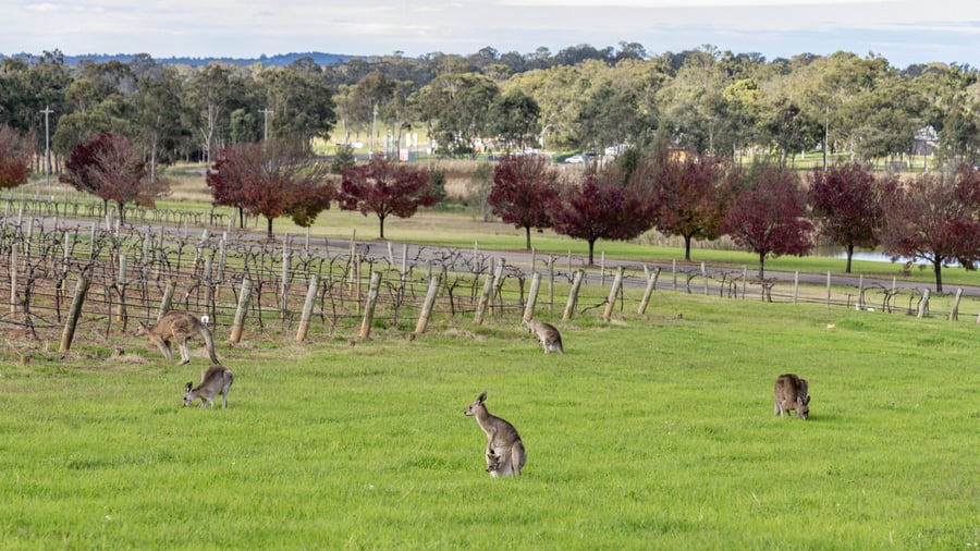 Kænguruer og vinmarker i Hunder Valley