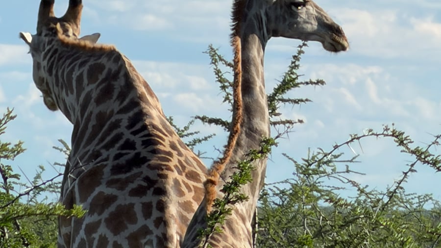 Giraffes in Namibia