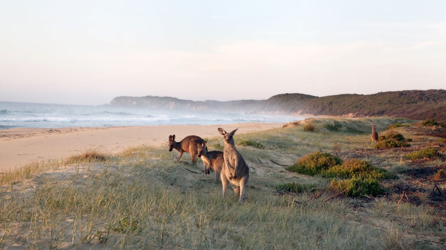 Besøg kænguruerne på Kangaroo Island