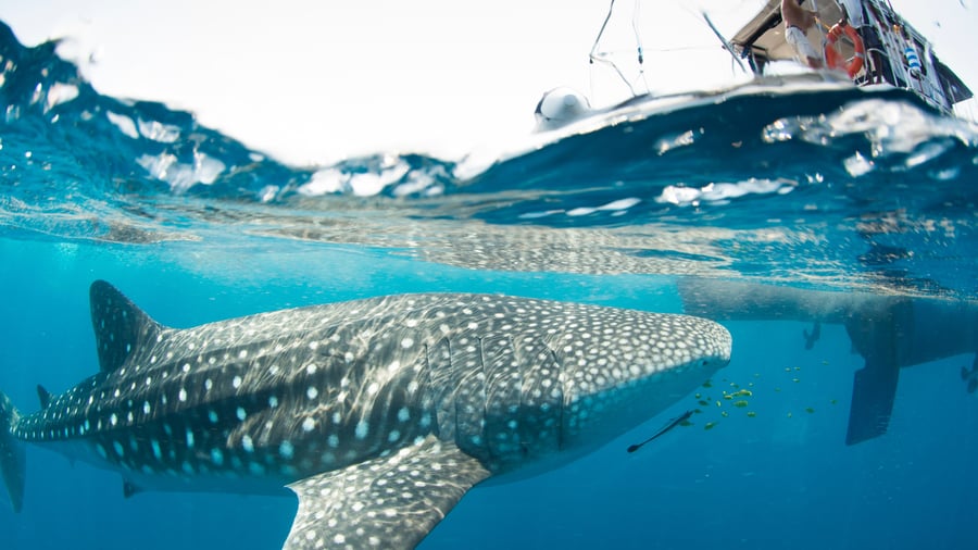 Whale shark off the coast of Madagascar