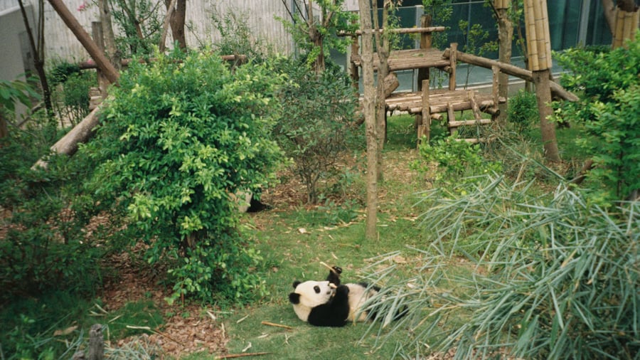 Panda Sanctuary