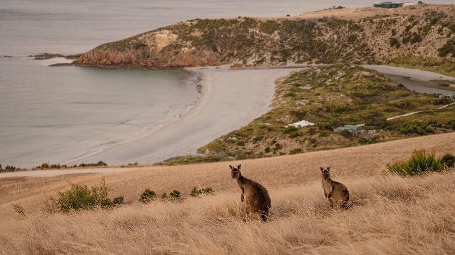 Kænguruer på Kangaroo Island