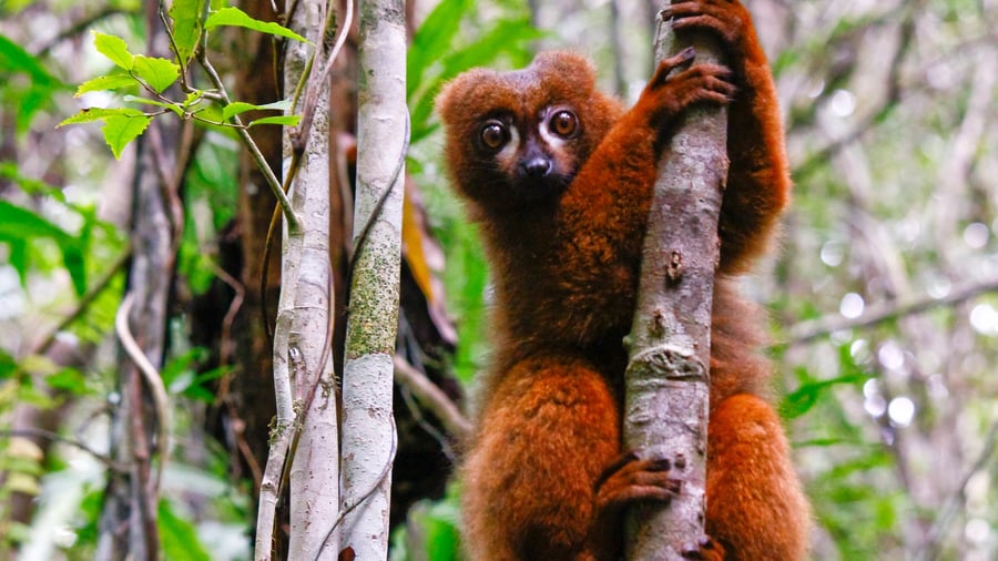Rødbuget lemur Ranomafana National Park
