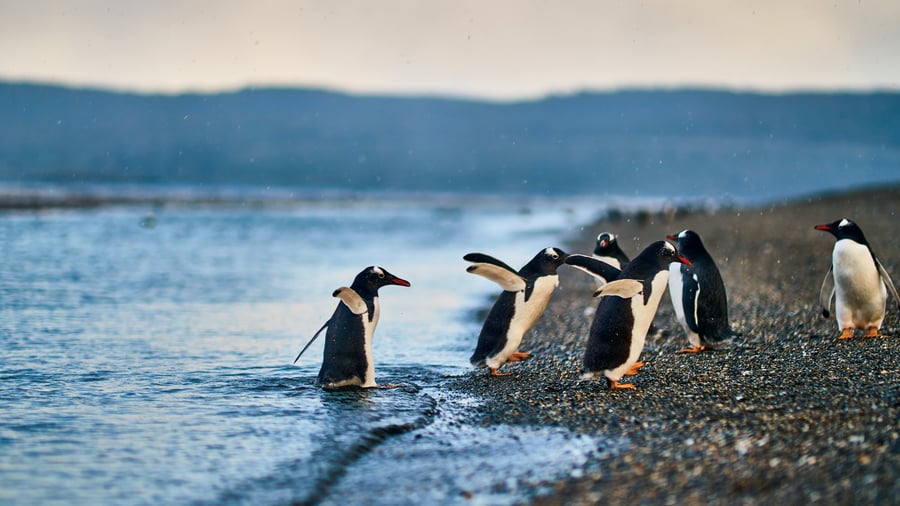 Pingviner vid Ushuaia