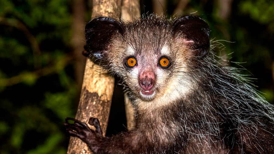 Aye Aye lemur i Madagaskar